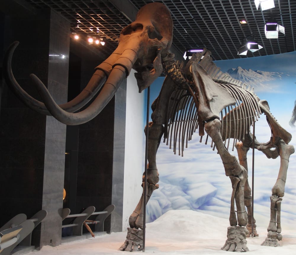 マンモス 全身骨格（Mammuthus sungari）