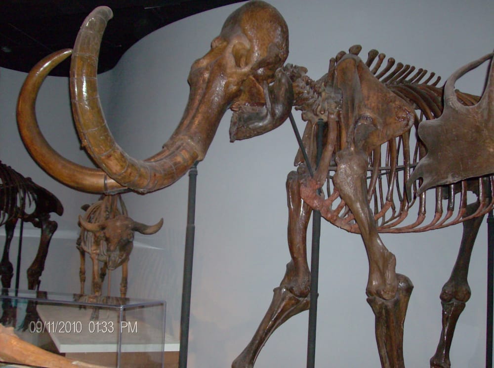 マンモス 骨格（Field Museum）